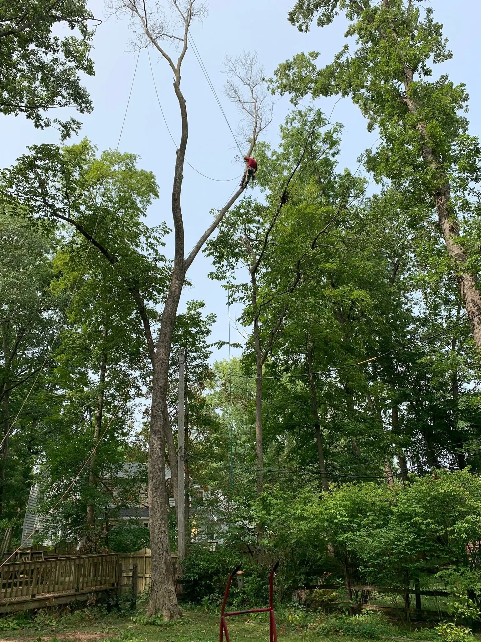 Tree climber ascending mature canopy for aerial pruning
