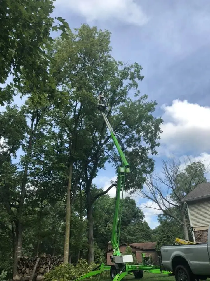 Dead tree hazard extraction and property protection