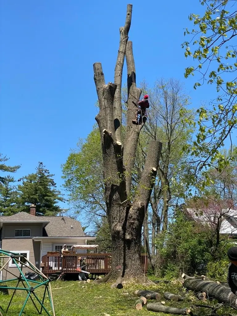 Ground crew sectioning massive felled hardwood trunk